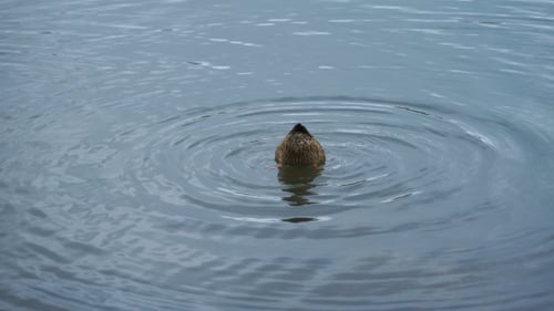 Footage Duck Swimming On The Lake In Park.