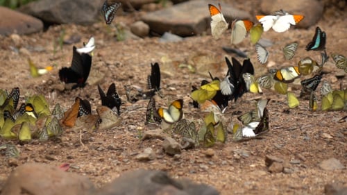 Butterfly Flying