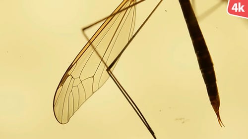 Macro View of Crane Fly Insect