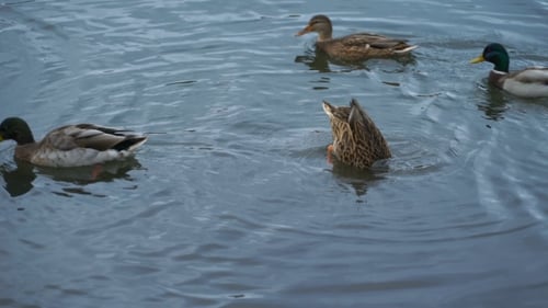 Footage Duck Swimming On The Lake In Park.