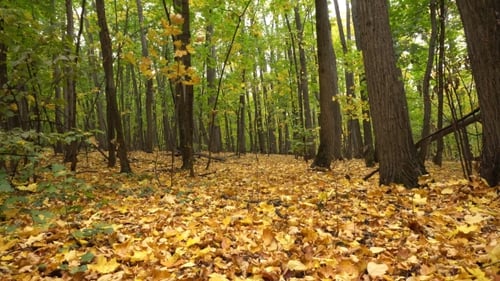 Forêt d'automne lumineuse. Automne.