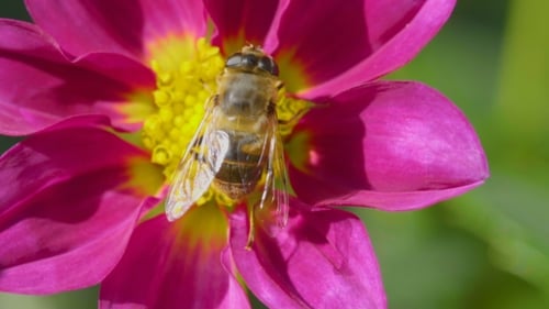 Big Fly On Dahlia Flower