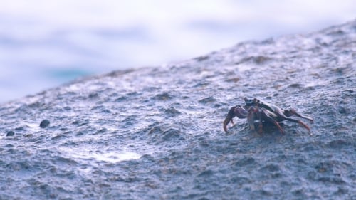 Crab On The Rock At The Beach