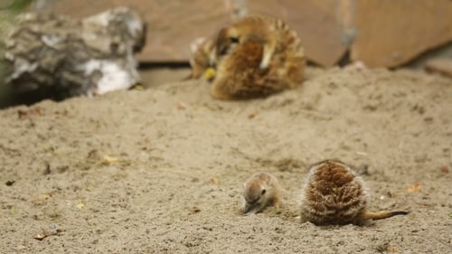 Familie von Meerkat spielt im Freien