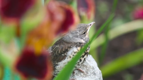 Curious Fledgling Perched on a Rock