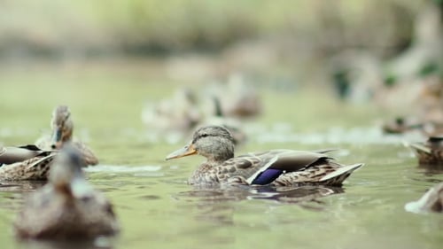 Ducks On The Lake. Ducks Swimming In The Pond. Ducks On The Water