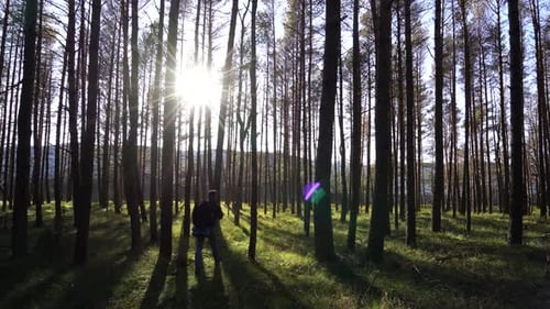 Wanderer spaziert im sonnigen Wald