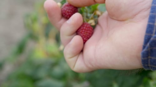 Hands With Fresh Strawberries Collected In The Garden