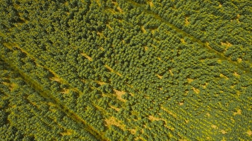 Aerial Of Sunflowers Field In Summer