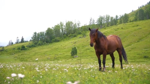 Countryside, Green, Horses