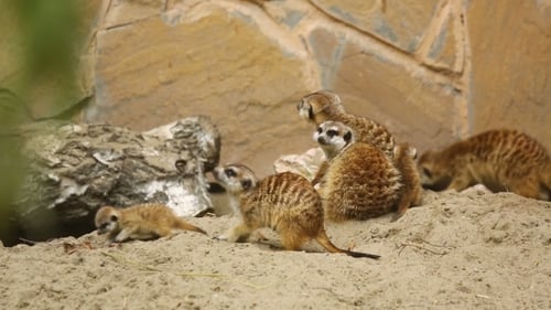 Familie von Meerkat spielt im Freien