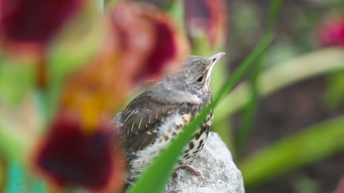 Fledgling Bird Sitting on a Rock in Garden