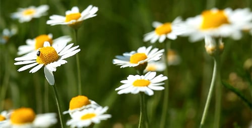 Fleurs de camomille
