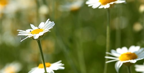 Fleurs de camomille