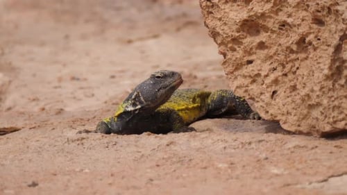 Moroccan Spiny-tailed lizard moving under a rock