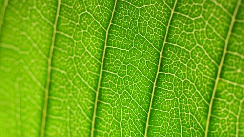 Grünes Blatt in der Natur