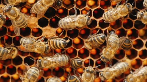 Honeybees on Honeycomb in a Bee Colony