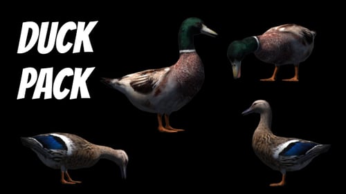 Farm Pack - Ducks