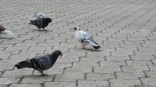 Pigeons In a City, Flock Of Birds