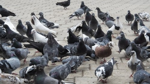 Tauben in einer Stadt, Vogelschwarm