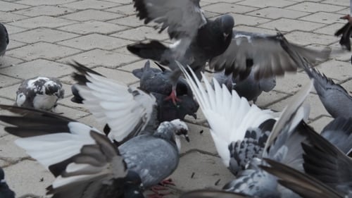 Tauben in einer Stadt, Vogelschwarm
