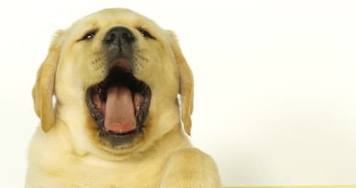 Labrador Retriever jaune, portrait de chiot bâillant sur fond blanc, Normandie, Ralenti 4K