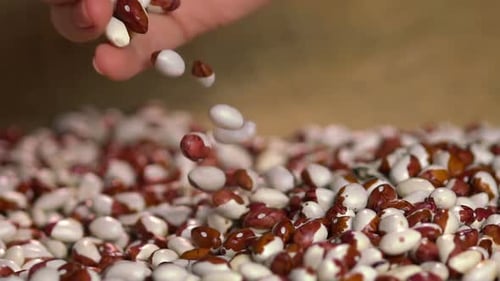 Hand Picking Red and White Spotted Beans