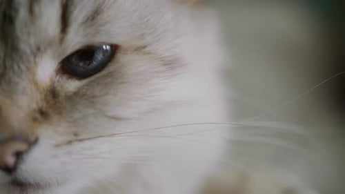 Extreme Close Up of a Cats Face