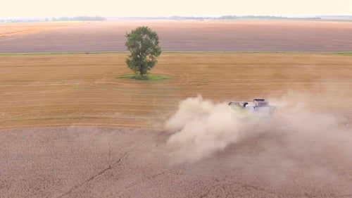 Combine Harvester Working in Golden Wheat Field