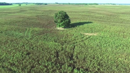 Lone Tree Standing in Expansive Green Field