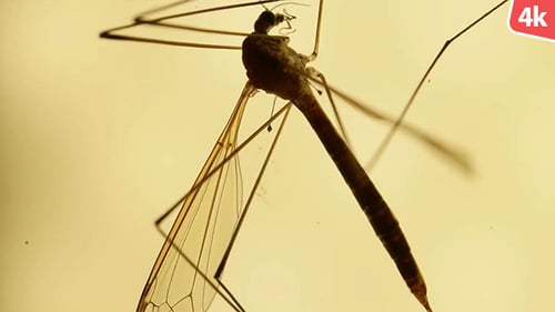 Crane Fly Insect Wiggles Its Legs Close Up