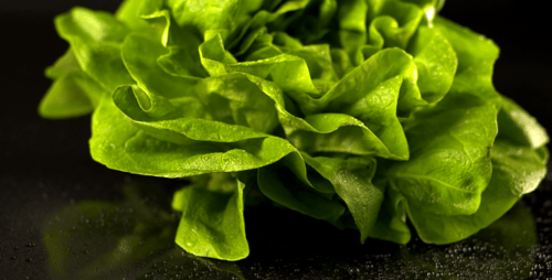 Lettuce 5-Pack