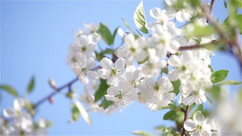 Fleurs de cerisier
