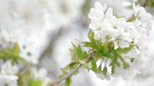 Beautiful White Blossoms Blooming in Springtime