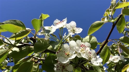 Pear Flowers