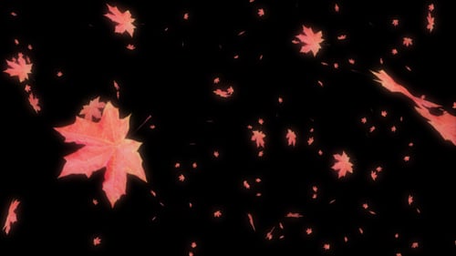 Herbstlicher Ahorn fällt