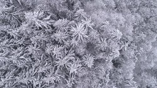 Birds Eye View Flying Over Frozen Forest Trees Covered In Fresh Winter Snow
