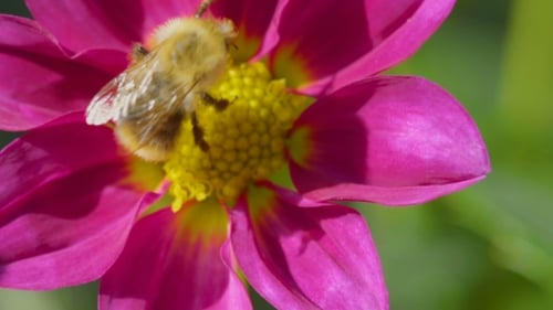 Hummel auf Dahlienblüte