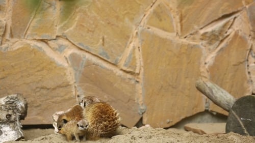 Familie von Meerkat spielt im Freien
