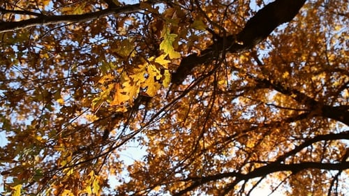 Hojas de otoño en los robles