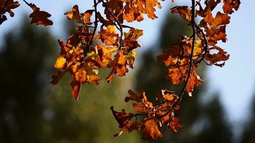 Autumn Leaves on the Oak Trees