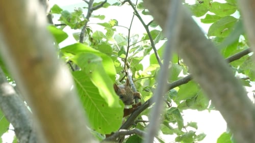 Squirrel Sitting on a Branch