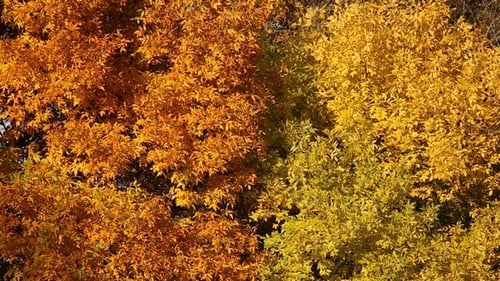 Autumn Leaves on the Oak Trees