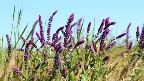 Salvia-Blumen auf blauem Himmel-Hintergrund