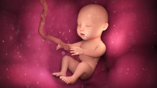 3D Animation of Fetus in Womb Medical Development
