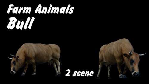 Farm Animals - Bull - 2 Scene