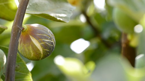 Feigenfrucht hängt an einem Baum