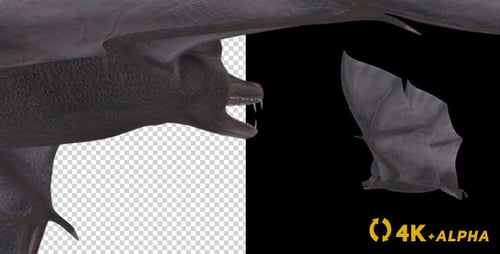 Vampire Bat - Ciclo de vuelo - Ángulo posterior - 4K