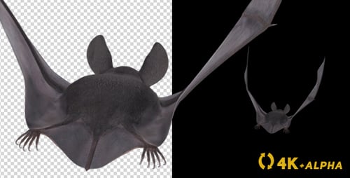 Vampire Bat - Flying Cycle - Back Side - 4K