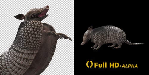 Armadillo - Standing Loop - Left Side Angle
